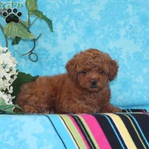 Olivia, Toy Poodle Puppy